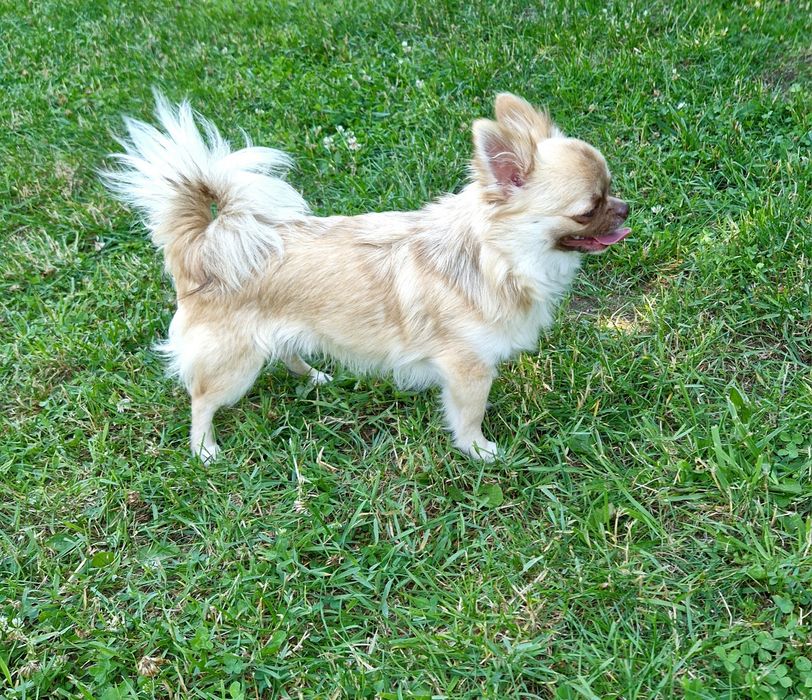 Piesek długowłosy Chihuahua