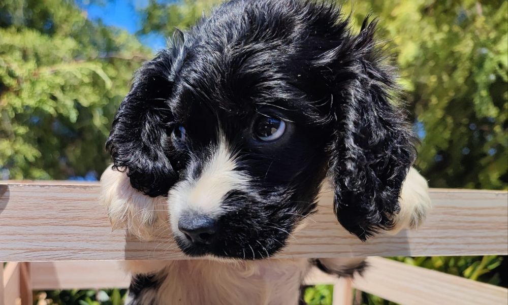 Cocker spaniel inglês macho