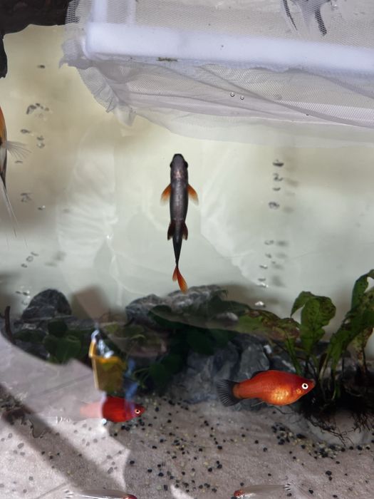 Vendo labeo frenatus