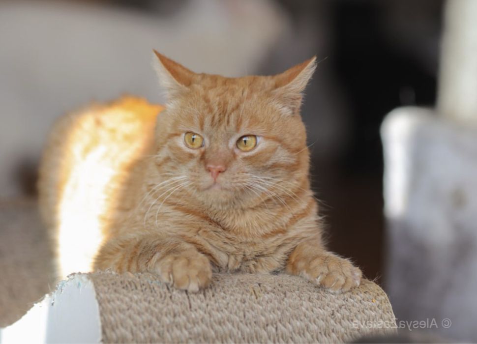 Ленон, 3 года, большой рыжий кот