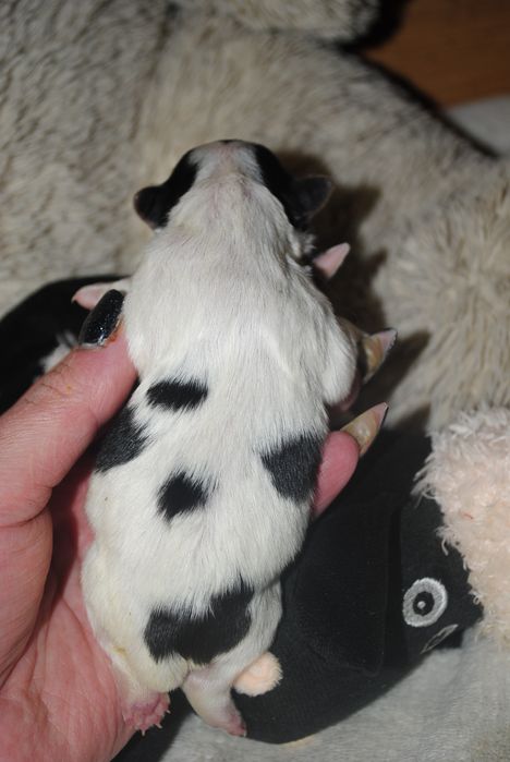 Кольорові йорки мерле та ч/б с документами клуба