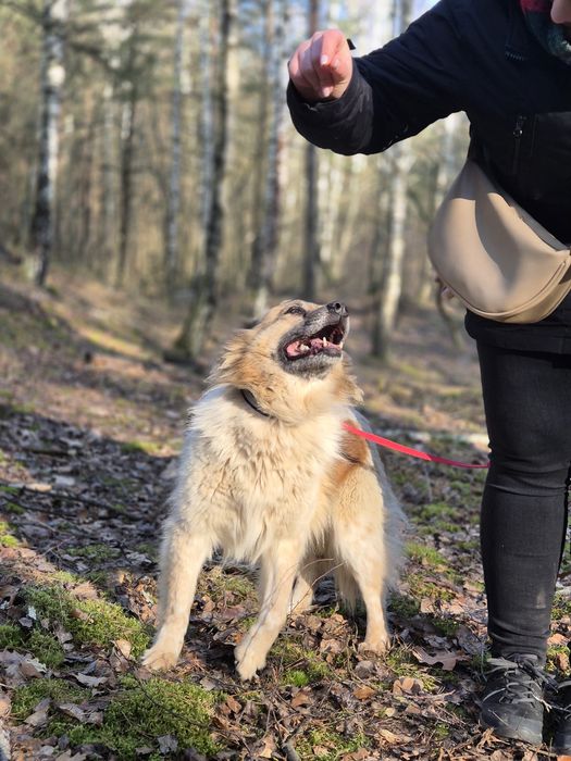 Puchata koleżanka Idzia szuka swojej rodziny