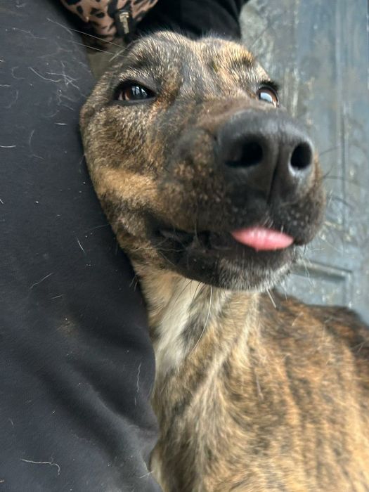 Harper pies do adopcji