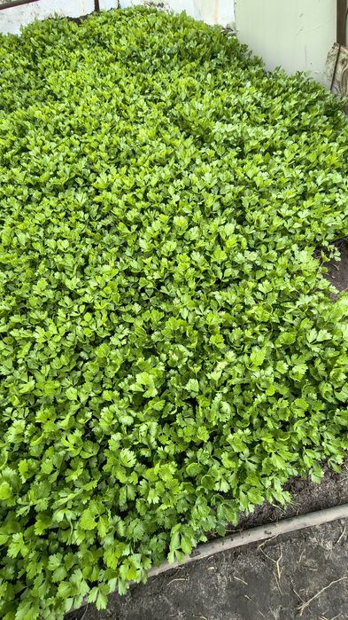 Sadzonka selera Talar