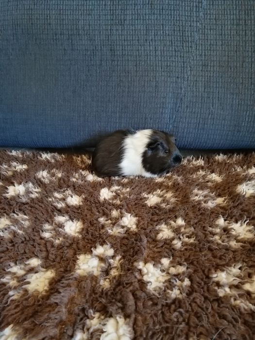 Świnka morska kawia domowa