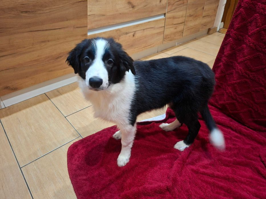 Border Collie szczeniak piesek:-) piękny
