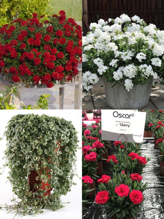 Сурфінія,петунія,калібрахоа,бакопа,вербена,гвоздика,глехома варегата