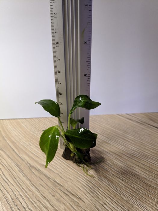 Анубіас нана Петіт