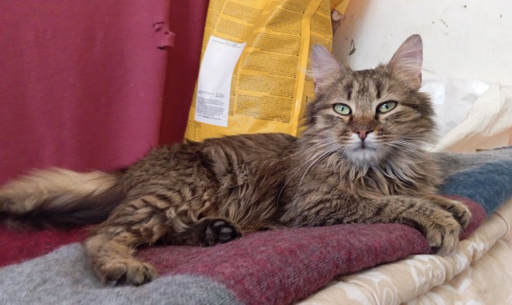 Отдам даром в добрые руки зеленоглазого пушистого полосатого котика