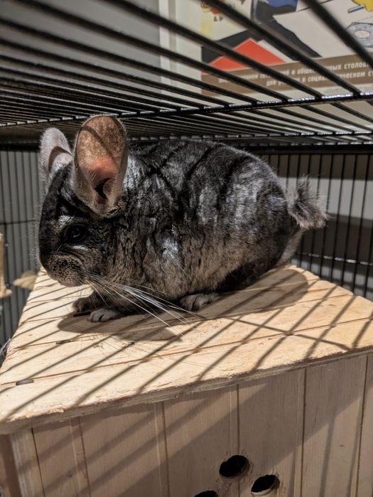 Chinchila cinzenta e gaiola
