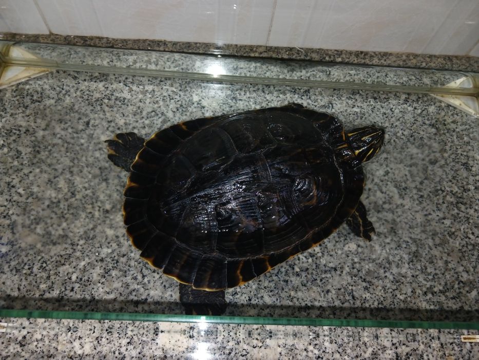 Tartaruga e aquário para venda