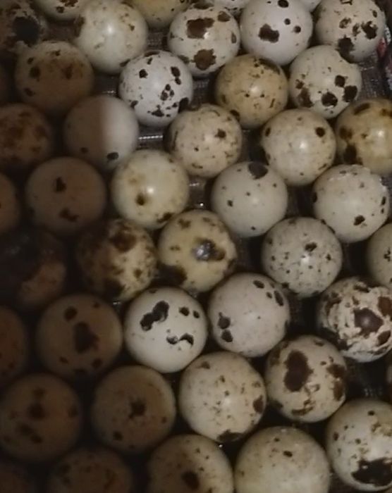 Продаємо яйця перепілки 60грн