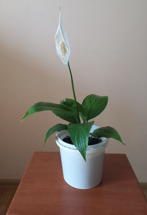 Вазони спатифілум