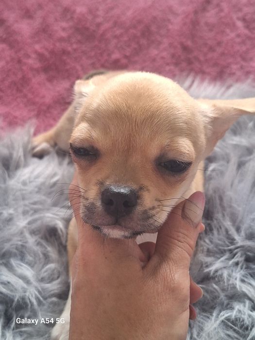Beżowy chłopiec Chihuahua