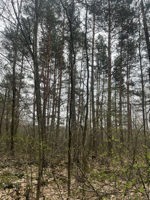 Продаж ділянки у с.Соколя на Мостищині