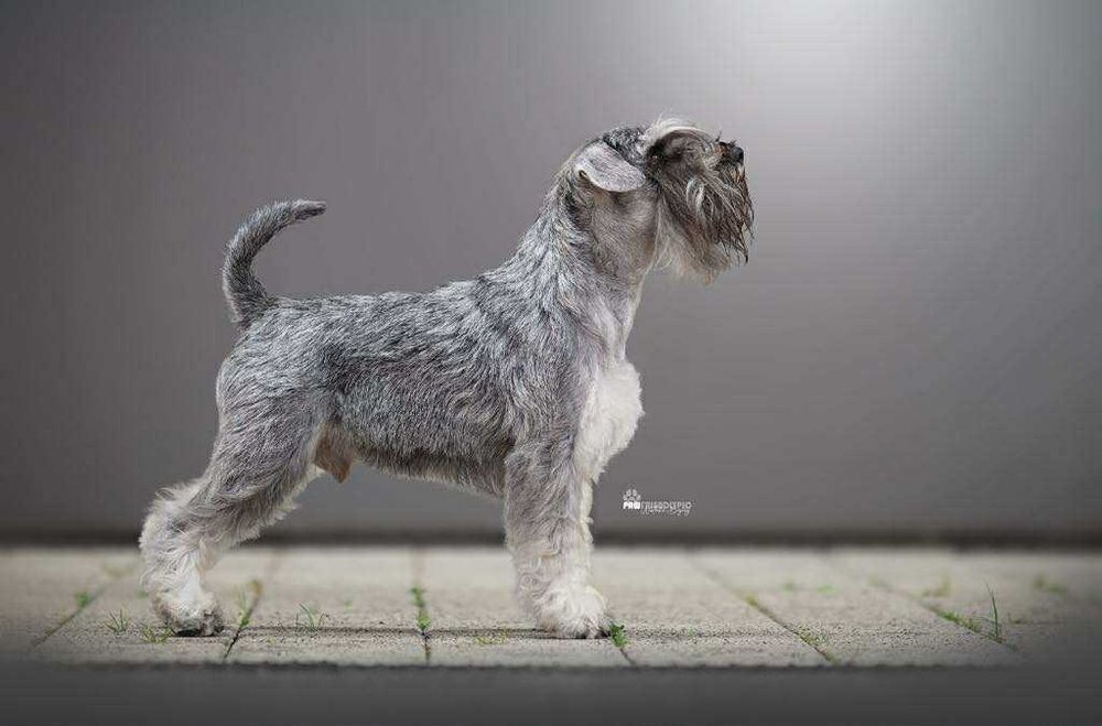 Sznaucer miniaturowy pieprz-sól ZKwP ( FCI )