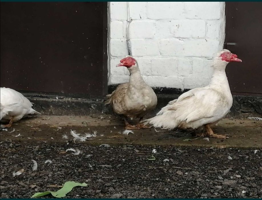 Качки, уткі, індокачки, мускусні качки