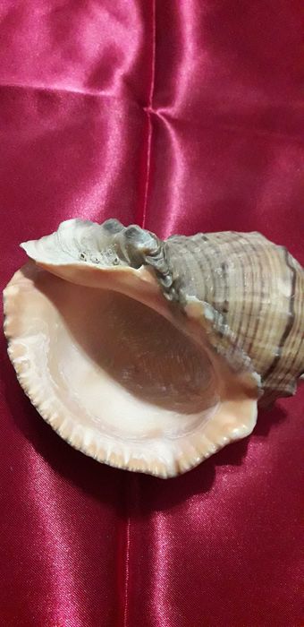 Ракушки   морские