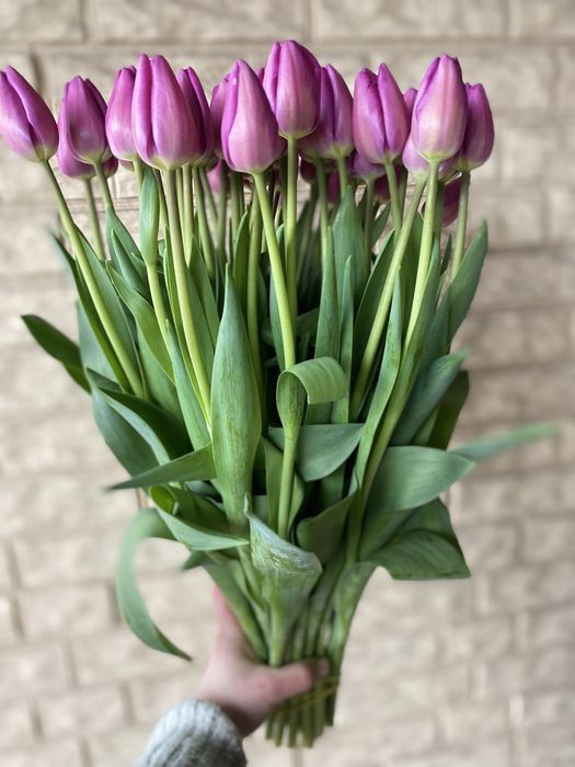 Пропоную тюльпан на гурт до свят -14.02 та 08.03
