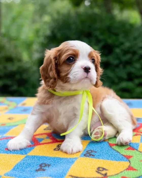 Cavalier King Charles