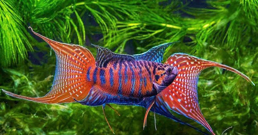 Макропод рибка акваріумна