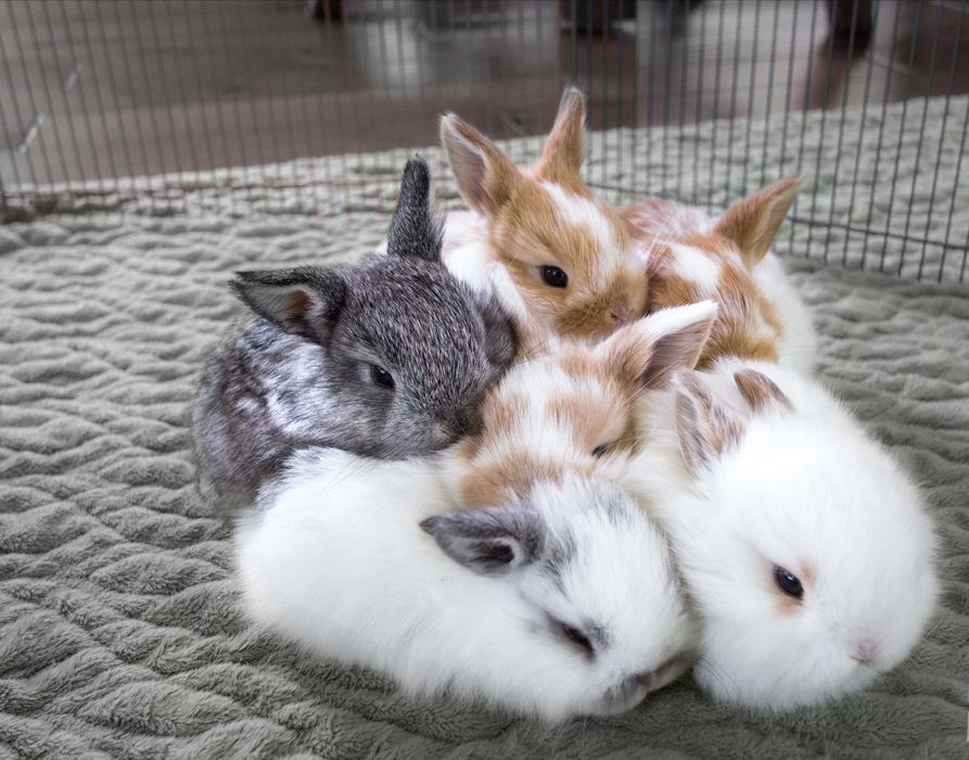 Coelhos anões angorá e holandês mini lindíssimos, KIT completo