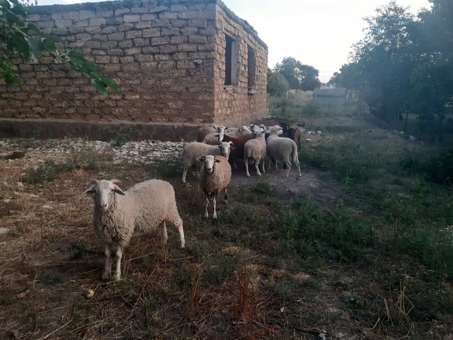 Продам молодих баранчиків