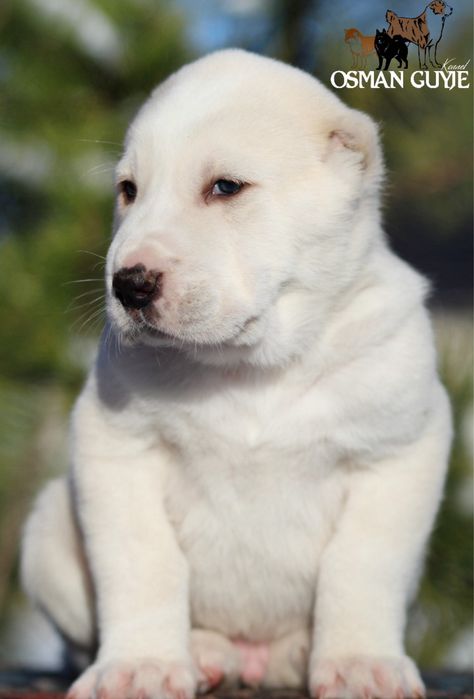 Хлопчик САВ Середньоазіатської вівчарки алабай