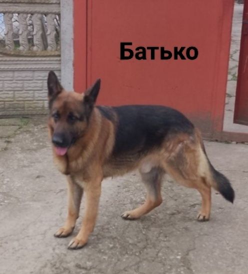 Продається дівчинка,німецька чистокровна вівчарка.