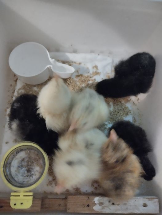 Aves criadas ao ar livre, a solta