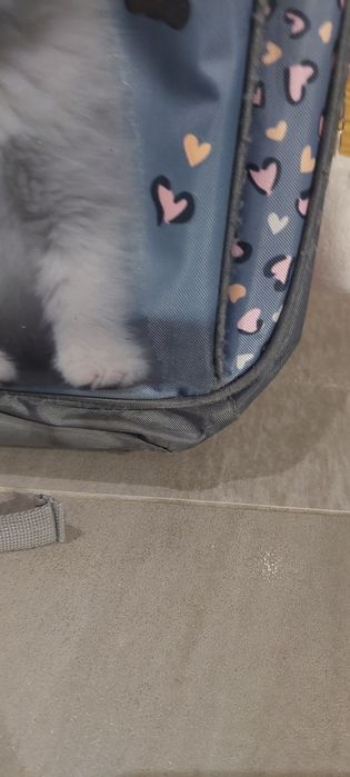 Plecak szkolny z kotkiem