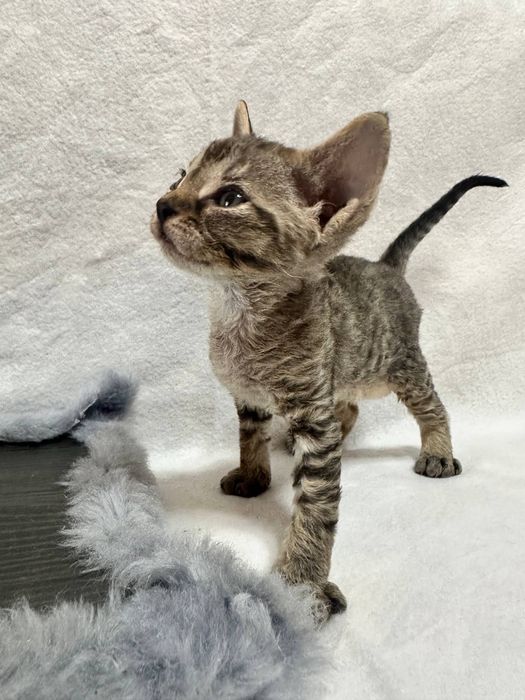 Котики Девон рекс/Devon rex