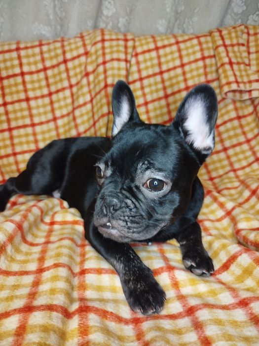 Французький хлопчик