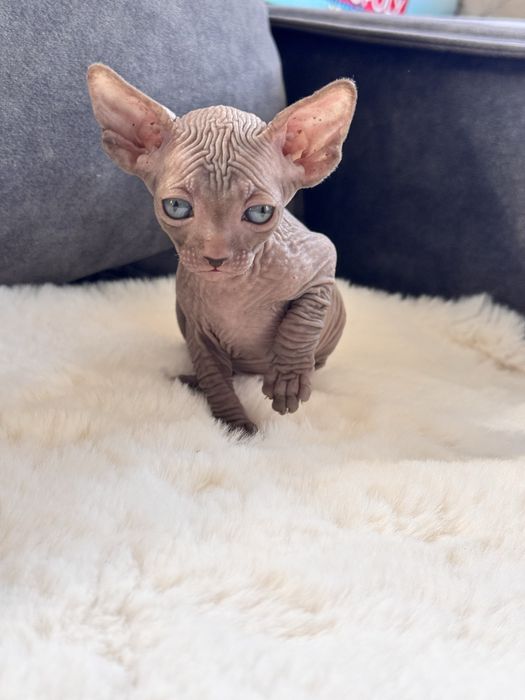 Канадський сфінкс дівчата