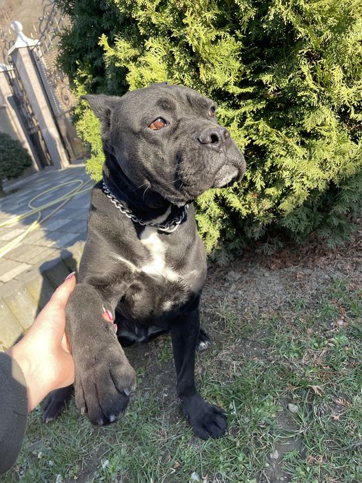 Продаю собаку породи «кане-корсо»!!!