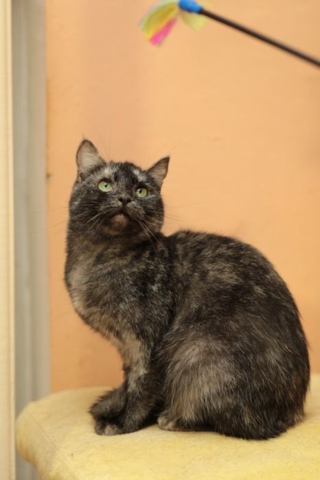 Молоді стерилізовані котики та кицьки