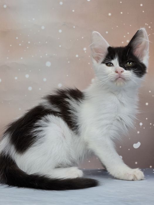 Котята мальчишки манчкин лонг