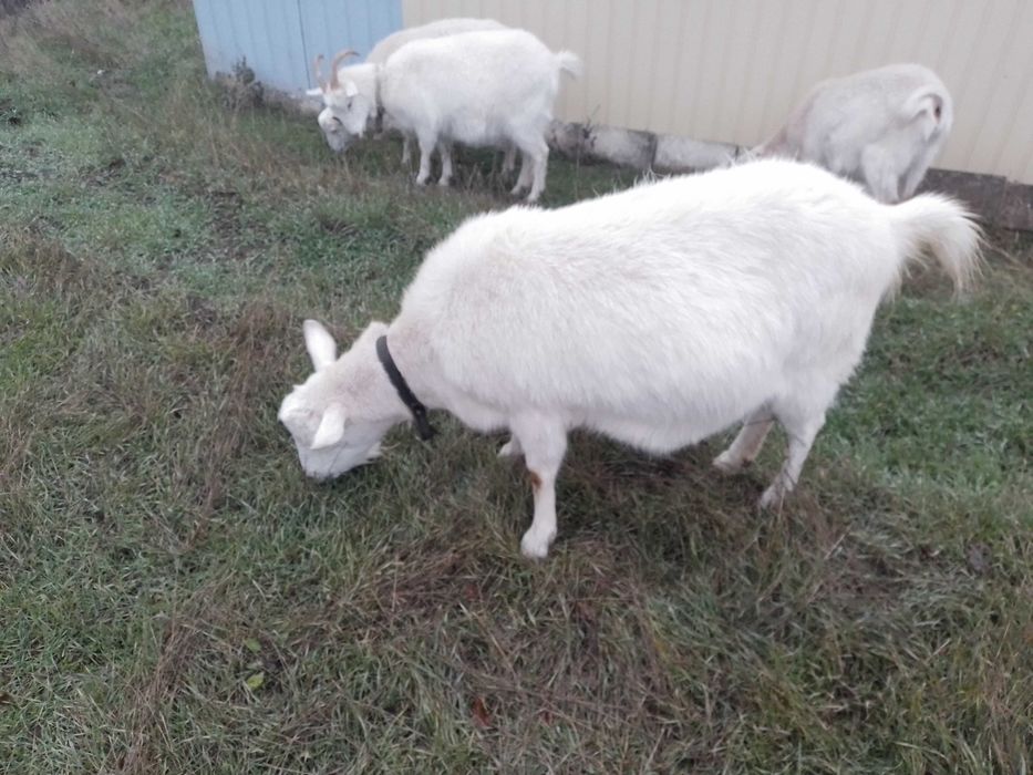 Продам котних кіз