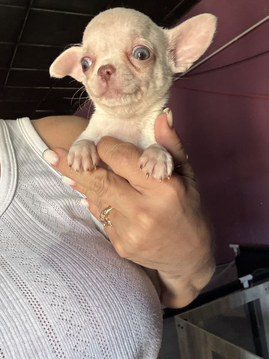 Menino Chihuahua  *lindissimo“ de bolso.