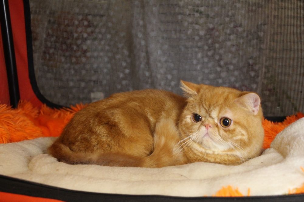 Экзотическая рыжая кошечка