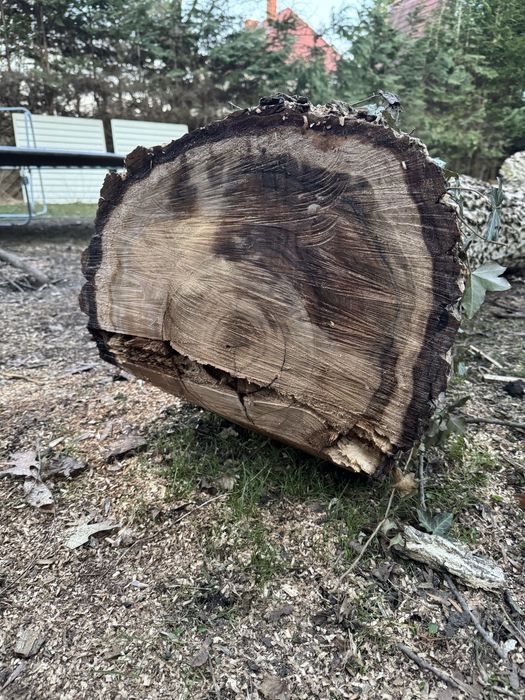 Orzech wloski na deski