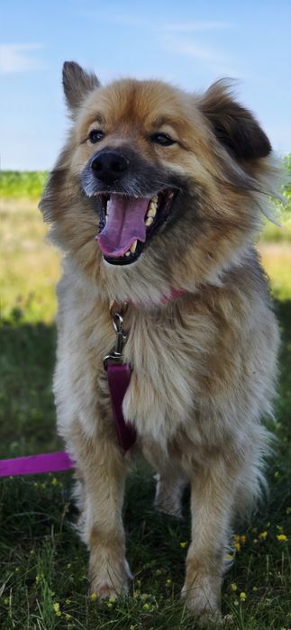 Przepiękny Bouli 4 letni samiec