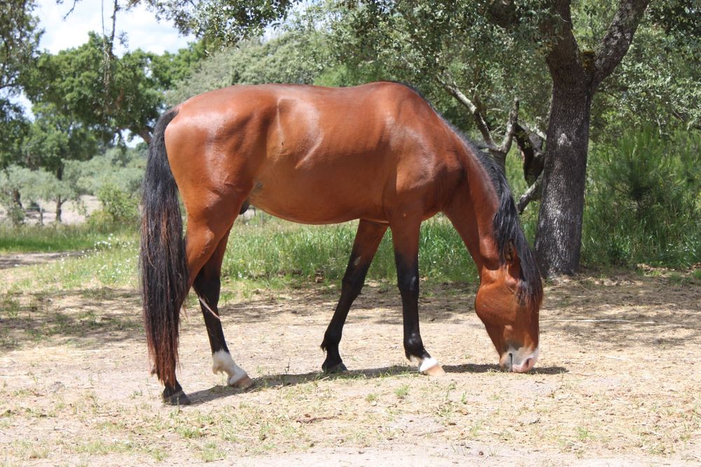Cavalo Puro Sangue Lusitano - Excelente genealogia, temperamento e andamentos