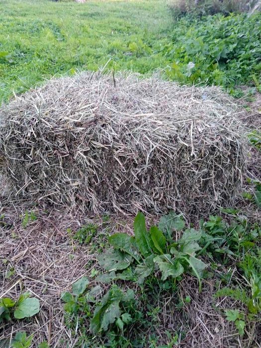 Продам тюки сіна