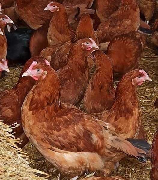 kury rosa leghorn sprzedaż 2 maj