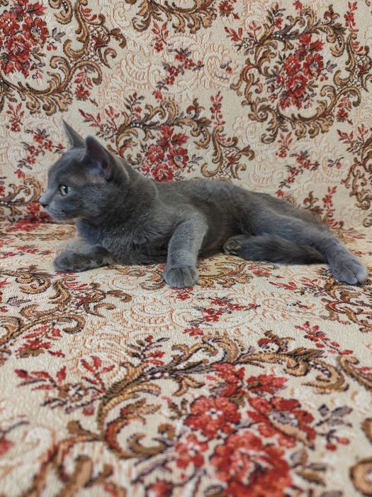 Кошеня хлопчик 5 місяців