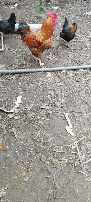 Kaczor indyjski, koguty, perliki