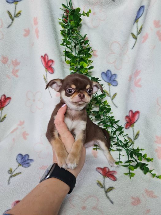 Excecional menino mini Chihuahua/Chiuaua de Qualidade