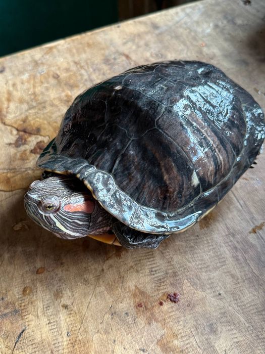 Черепаха красно вуха