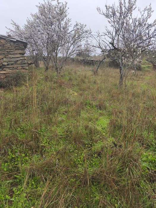Terreno rústico em Moncorvo